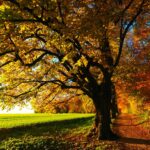 A Channeled Message for Fall