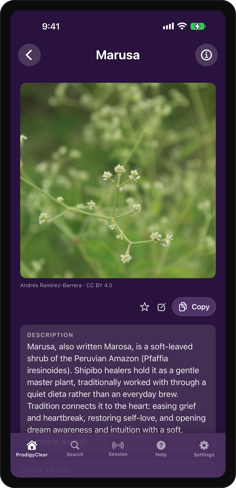The Marusa herb entry in ProdigyClear with its portrait and description